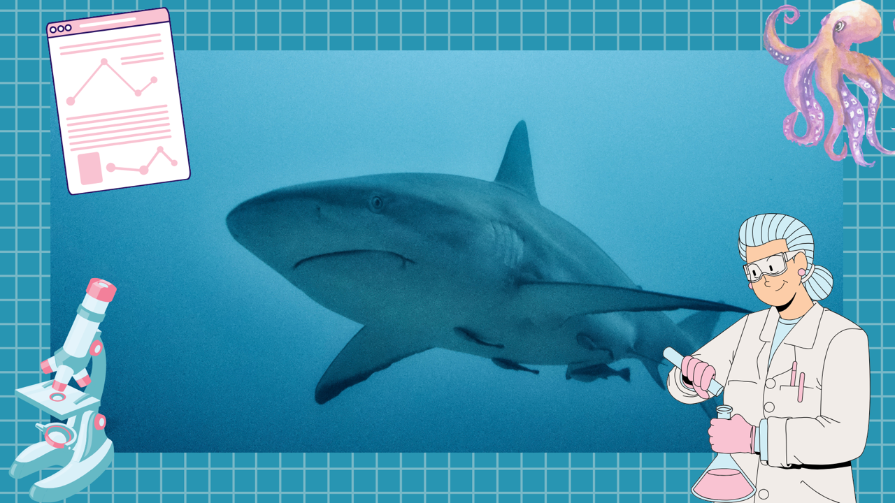 Photo mise en avant page articles pour la collection Océans de Savoirs