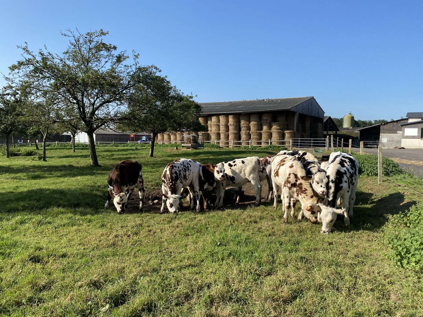 Un groupe de jeunes bovins broute devant un hangar rempli de balles de foin, sur le campus NaturaPôle.