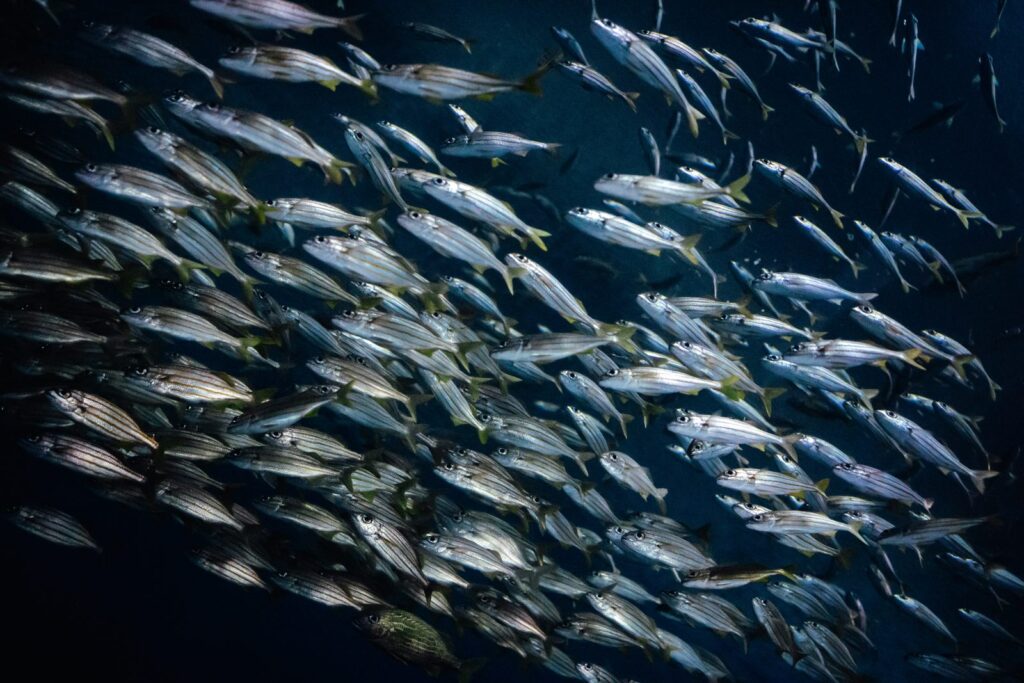 Un banc de poissons argentés serrés les uns contre les autres sous l'eau.