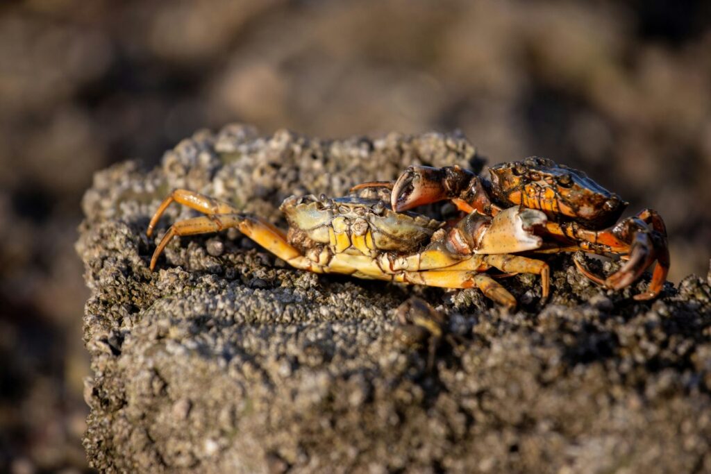 Un crabe vert posé sur un rocher couvert de coquillages.