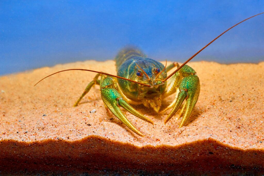Une écrevisse posée sur le sable clair d'un aquarium.