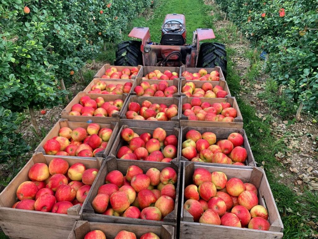 Cagettes de pommes rouges alignées derrière un tracteur, dans un verger.