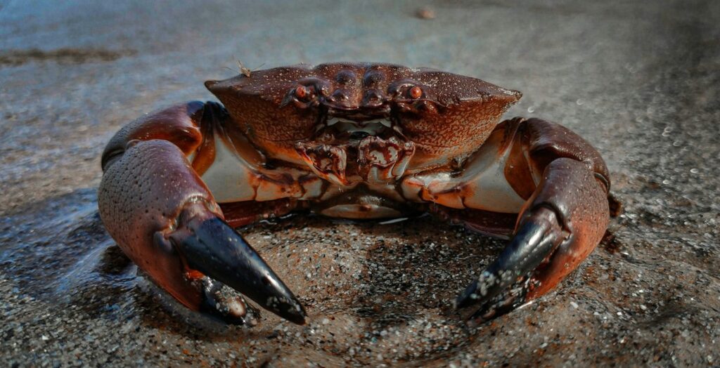 Un crabe aux pinces sombres avance sur le sable mouillé.