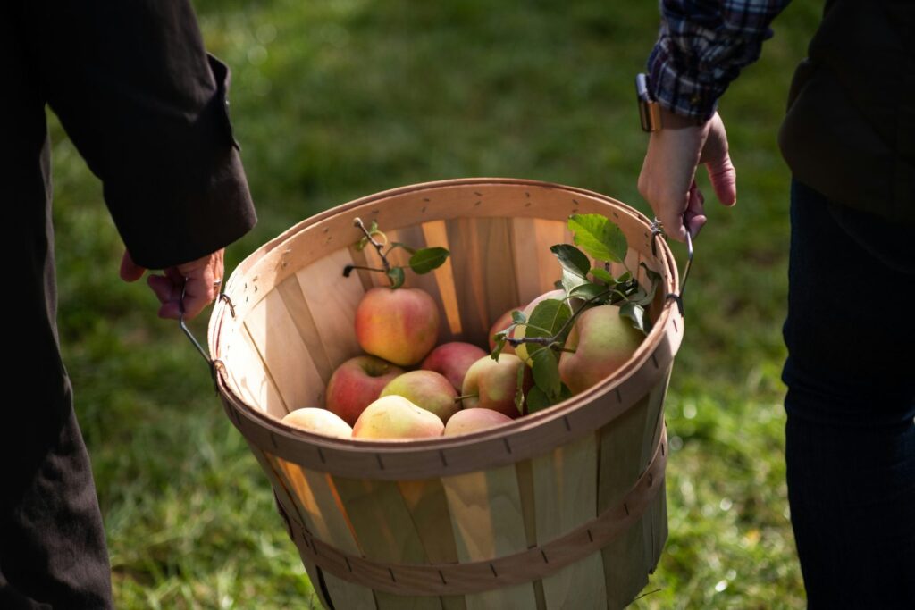 Deux personnes portent un panier rempli de pommes dans un pré.