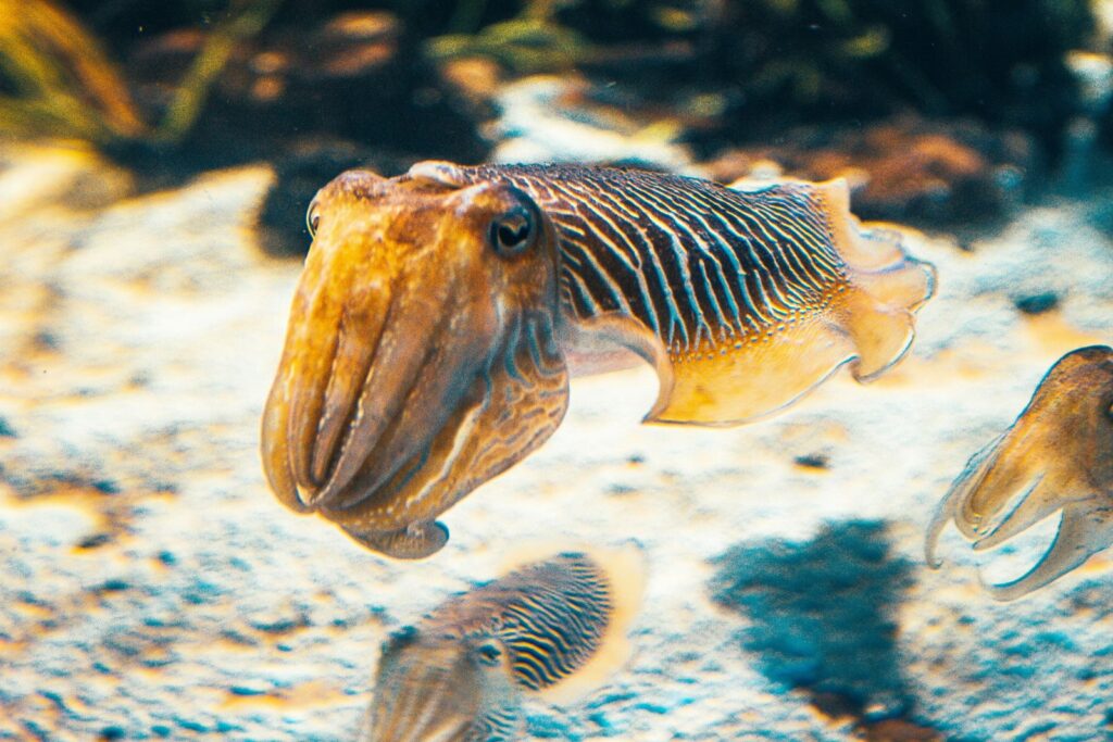 Une seiche nage dans un aquarium, tentacules replié vers l'avant.