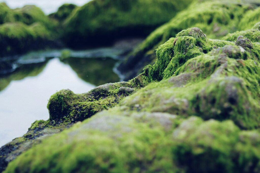 Rochers couverts de mousse au bord d'une eau calme.