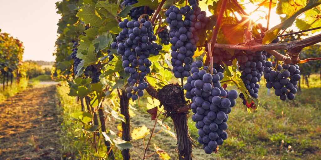 Grappes de raisin noir dans une vigne, à contre-jour.