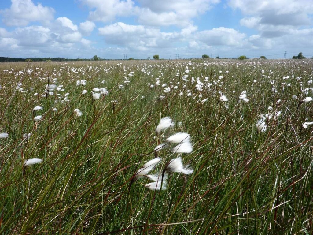 Linaigrettes blanches en fleur dans une prairie de marais.
