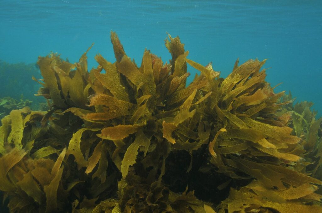 Grandes algues brunes ondulant dans une eau turquoise.
