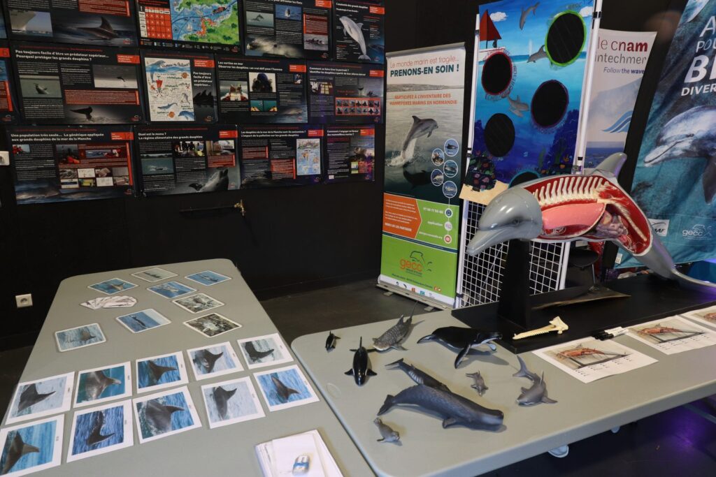 Maquettes de dauphins et jeu de cartes présentés sur un stand de médiation.
