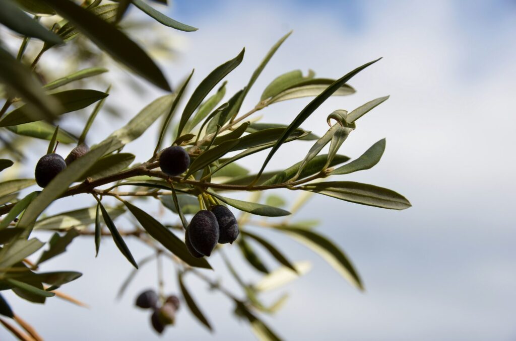 Olives noires et vertes sur une branche d'olivier.