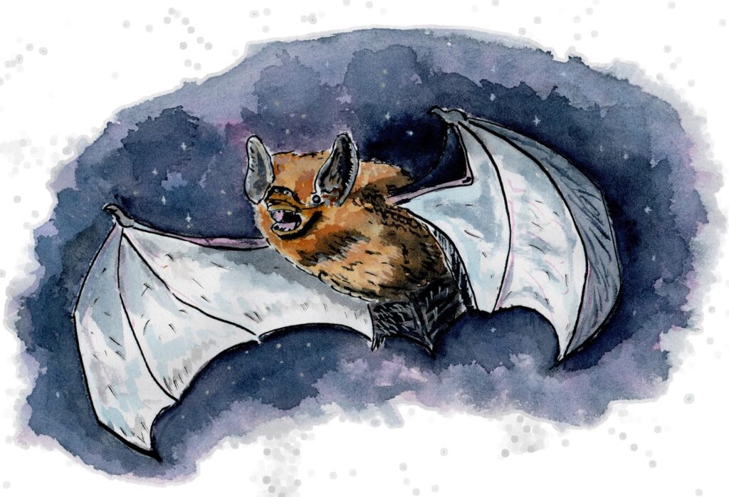 Illustration à l'aquarelle d'une chauve-souris aux ailes déployées dans la nuit.