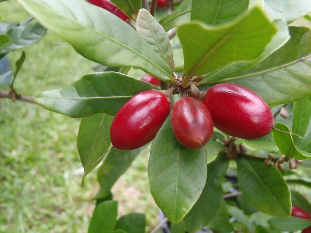 Baies rouges allongées accrochées à une branche aux feuilles vertes.