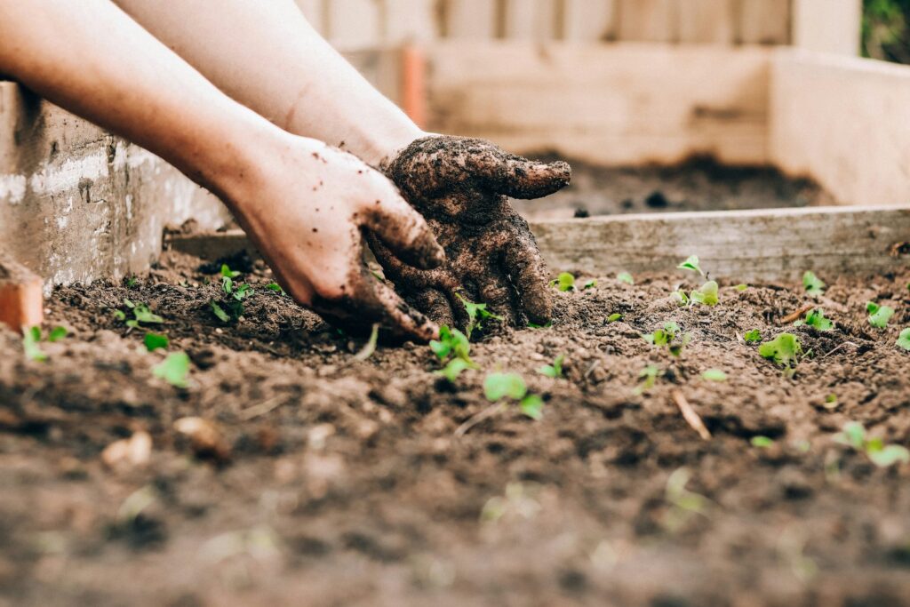 Deux mains plantent de jeunes pousses dans la terre d'un carré potager.