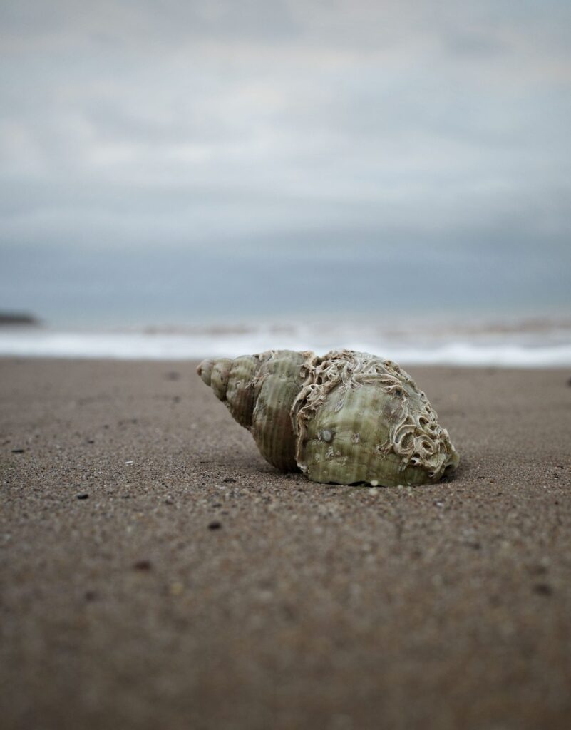 Un bulot posé sur le sable, la mer floue à l'arrière-plan.